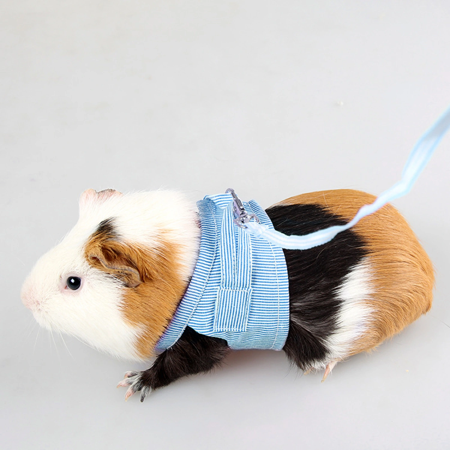 Small Pet Guinea Pig Rabbit Harness and Leash Cotton Stripe Chest Strap Vest for Animals Guinea Pig Chinchilla Rabbit Rat Squirrel Hedgehog Ferret Outdoor Walking Clothes Accessory - Size L (Blue)