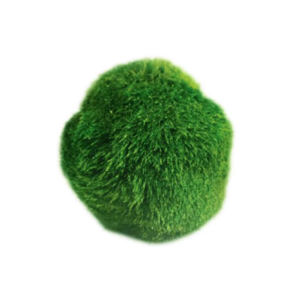 Cladophora Aegagropila Moss Ball Aquatic Plants for Fish Tank or Aquarium
