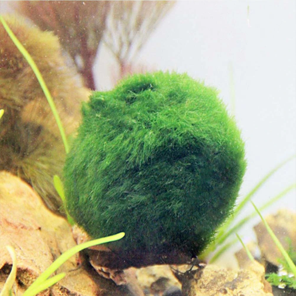 Cladophora Aegagropila Moss Ball Aquatic Plants for Fish Tank or Aquarium