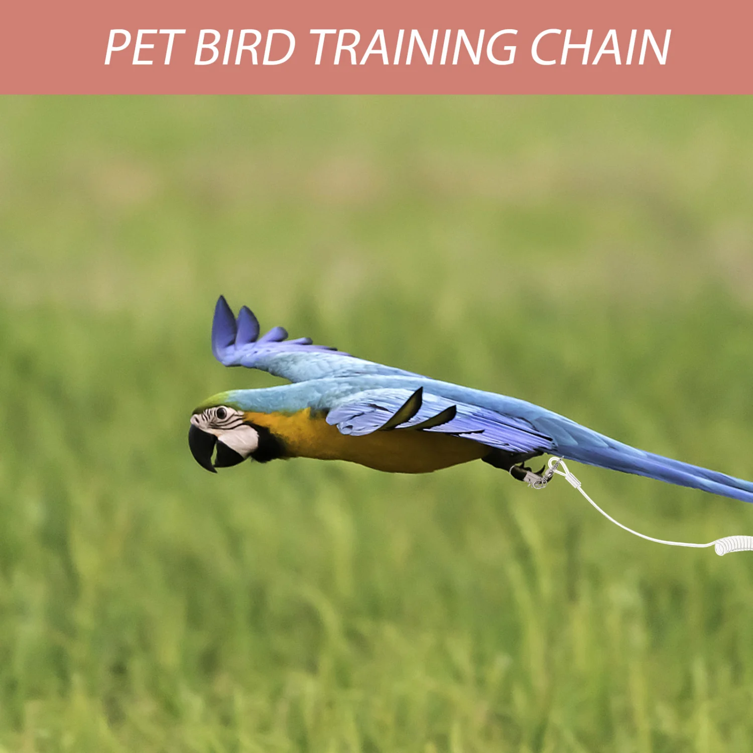 Parrot Adjustable Harness Bird Training Leash Parrot Training Leash Bird Fly Train Supplies