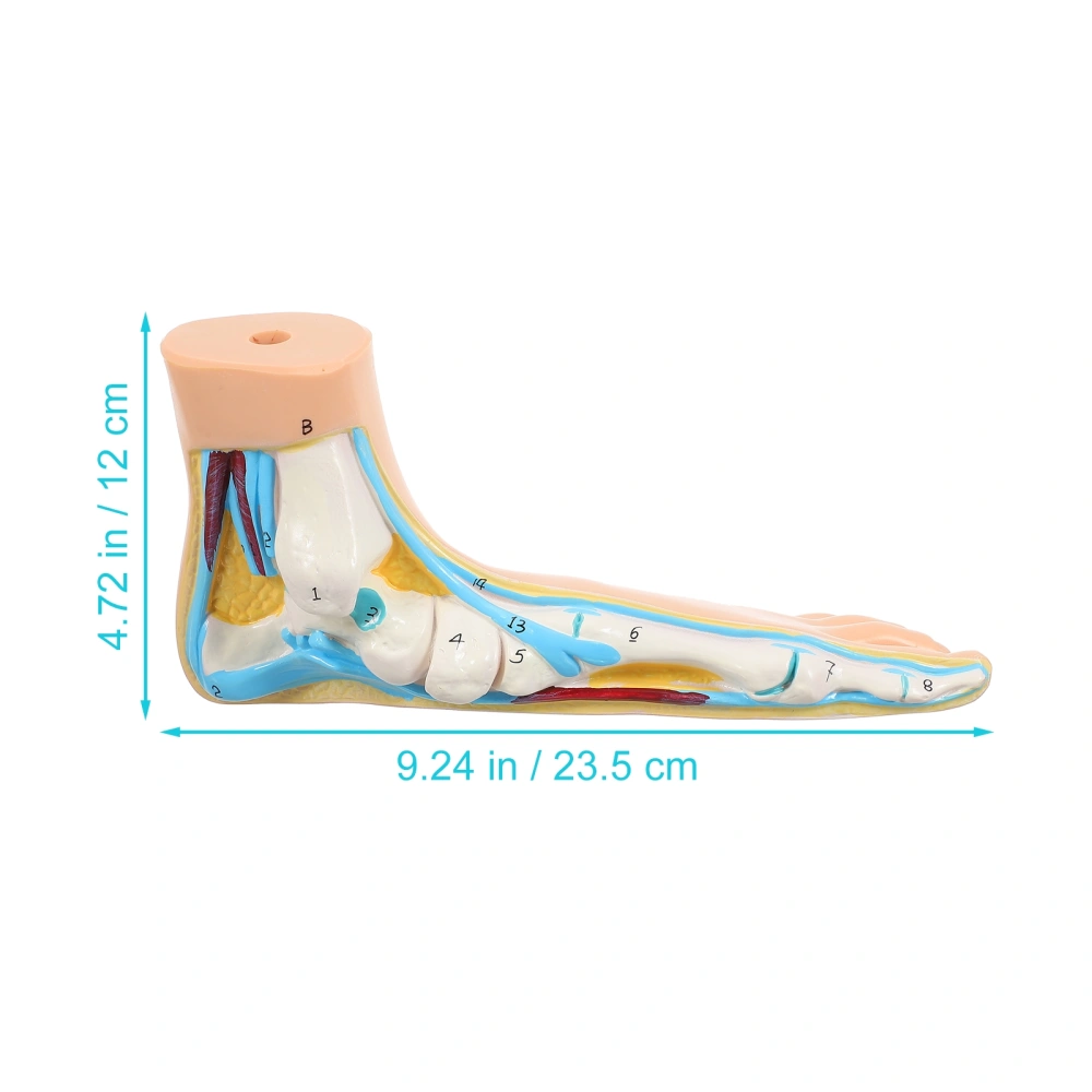 Anatomical Medical Flat Foot Model Teaching Anatomy Human Flat Foot Model