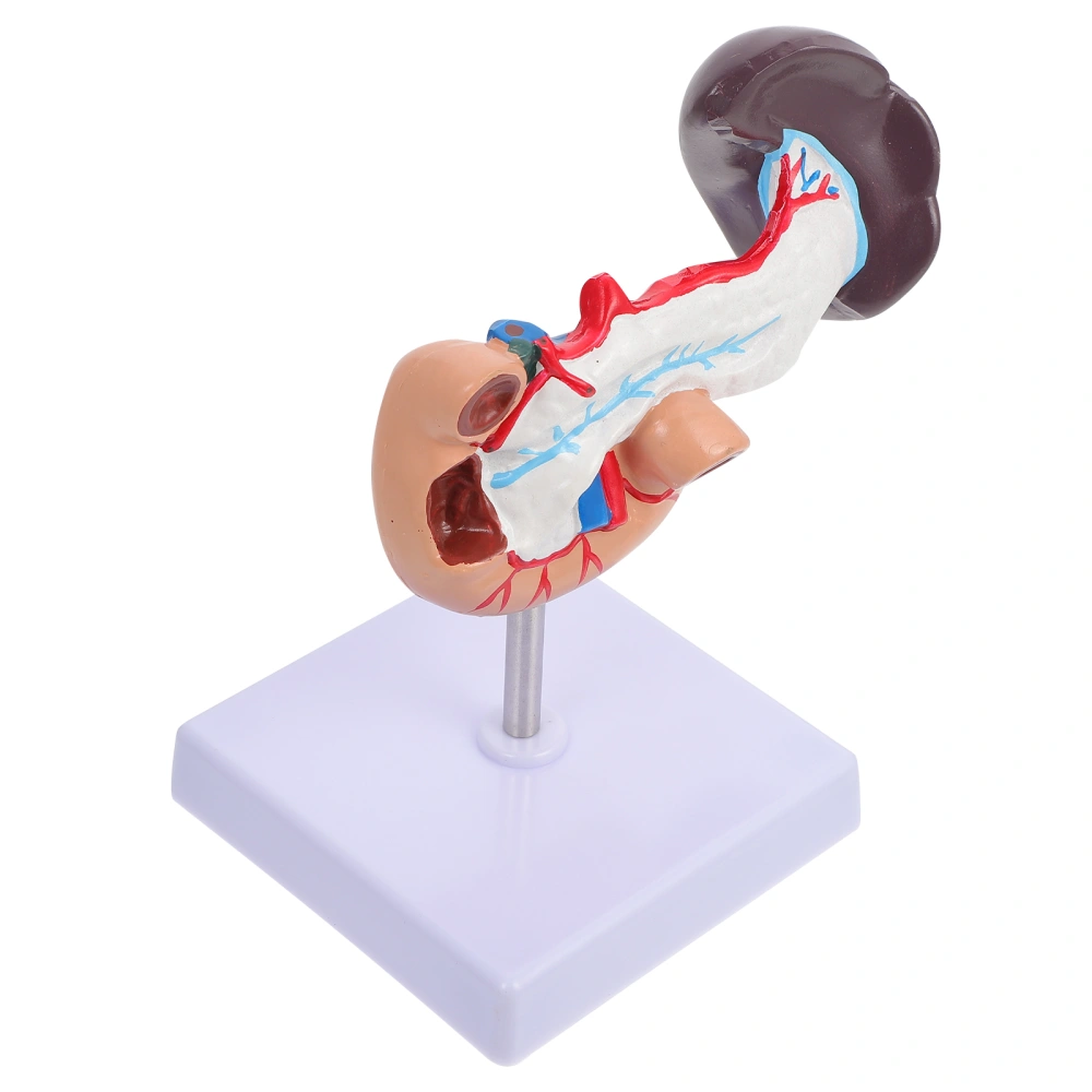 Human Pancreas Liver Duodenum Anatomical Model Plastic Teaching Model Tool