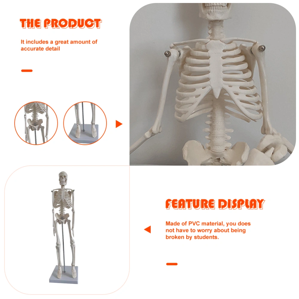 Medical Anatomical Skeleton Human Skeleton Model Scientific Model for Anatomy