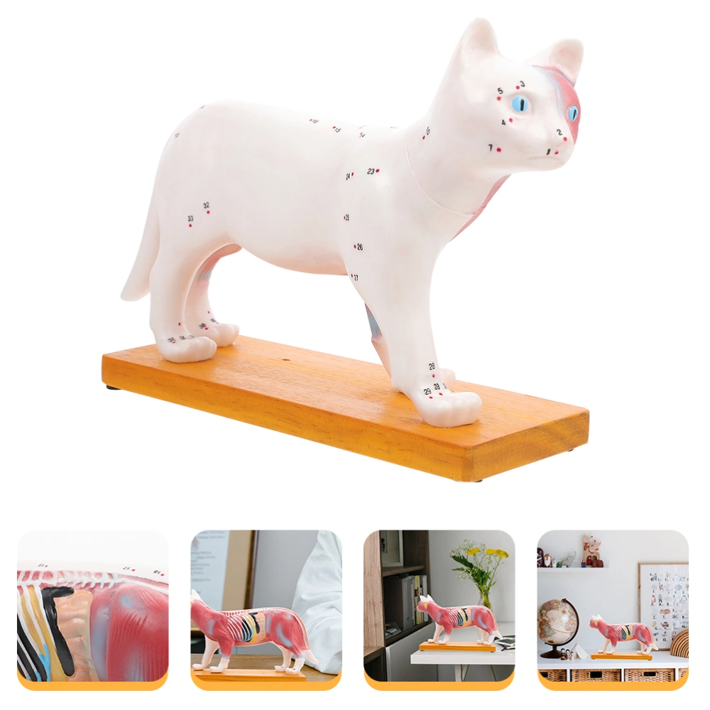 Cat Teaching Anatomical Model Cat Body Acupuncture Model for Veterinary