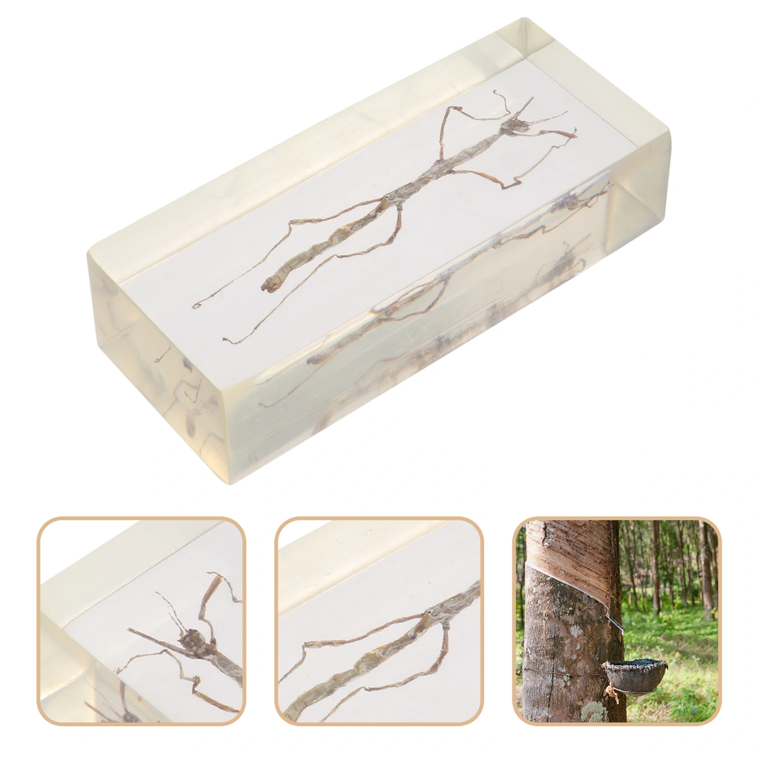 Resin Insect Specimen Bamboo Insect Specimen Handicraft Specimen Decoration