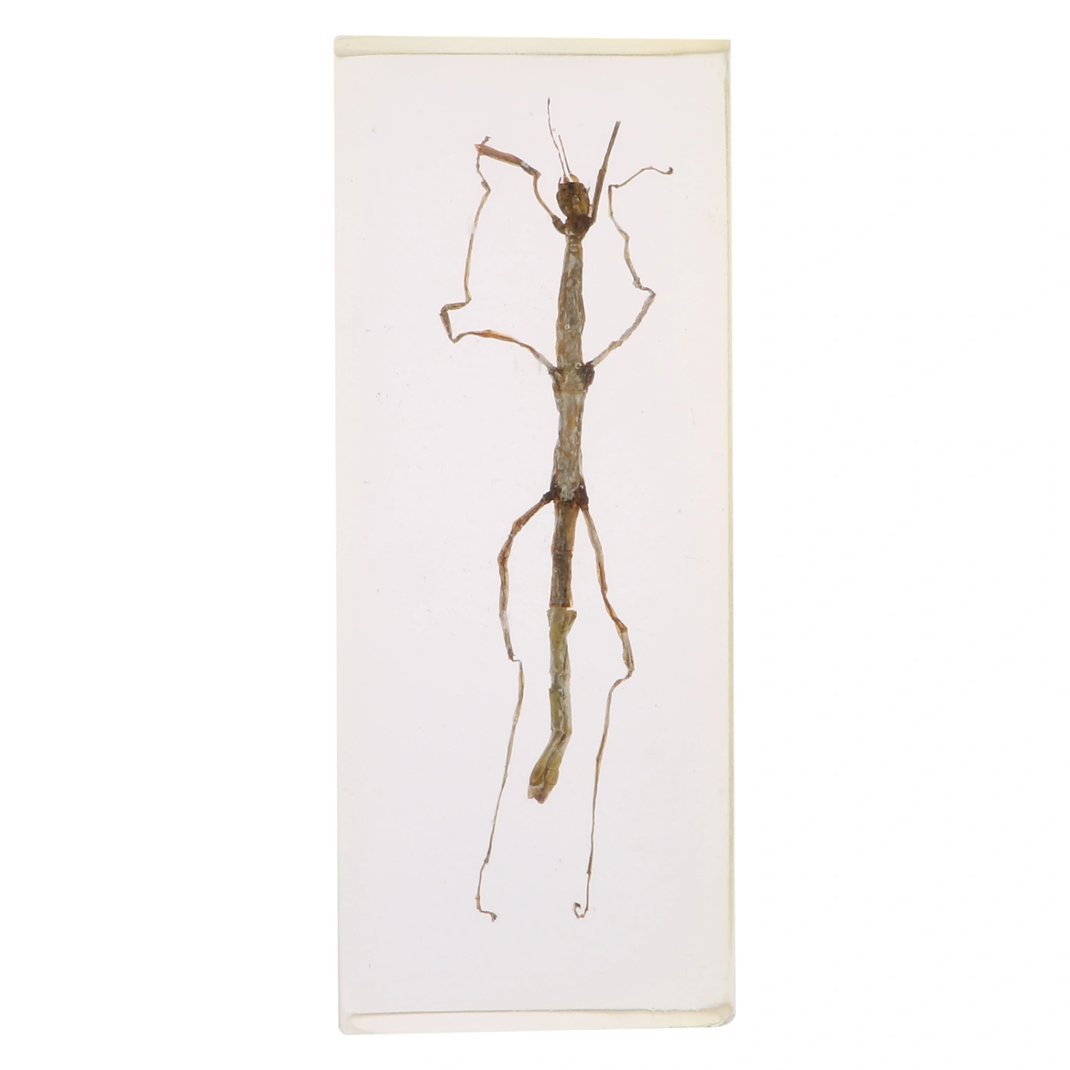Resin Insect Specimen Bamboo Insect Specimen Handicraft Specimen Decoration