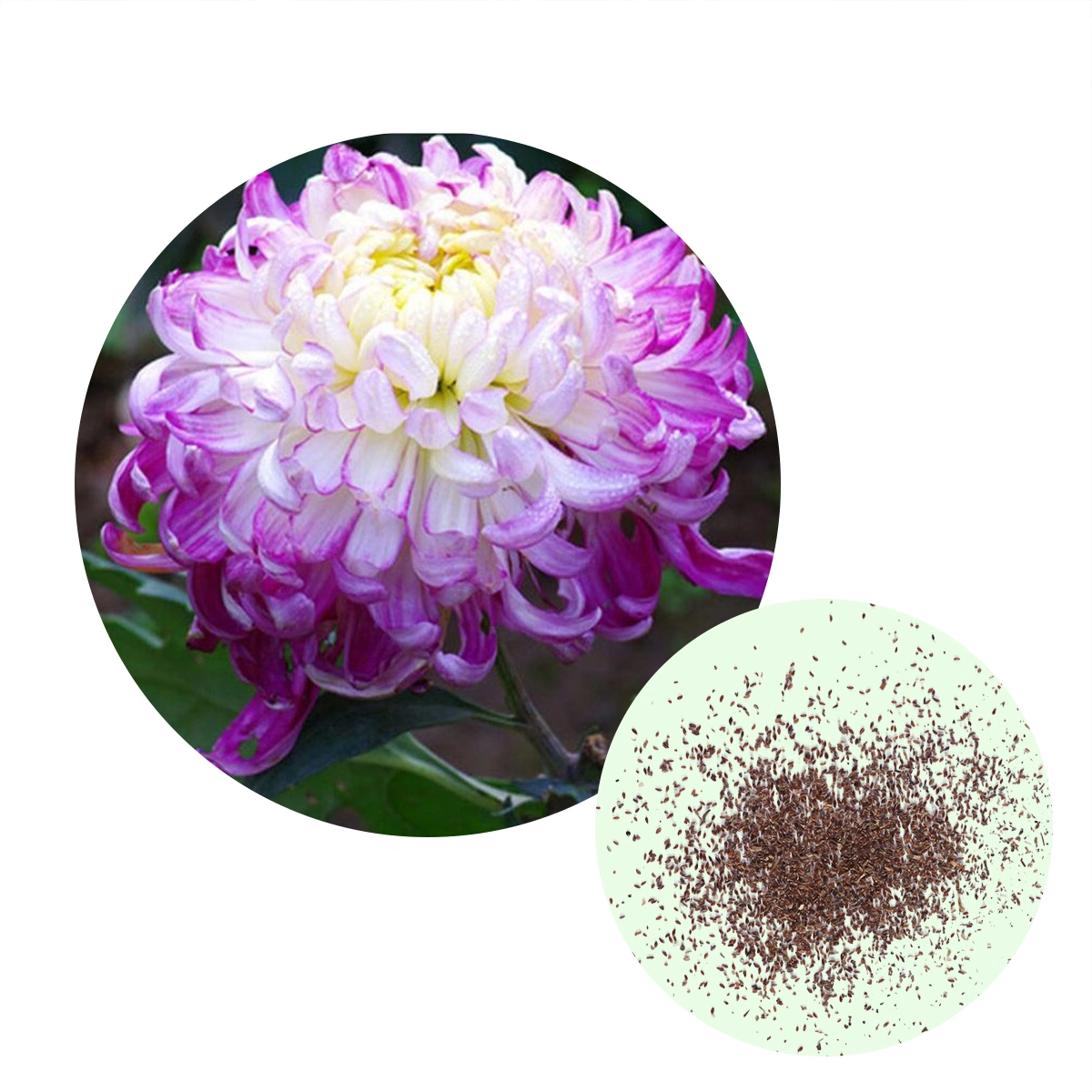 50pcs Garden Chrysanthemum Fragrant Flowering Plants for Indoor Outdoor Potted Plants Bonsai Home Garden Balcony - C14 (As Shown)