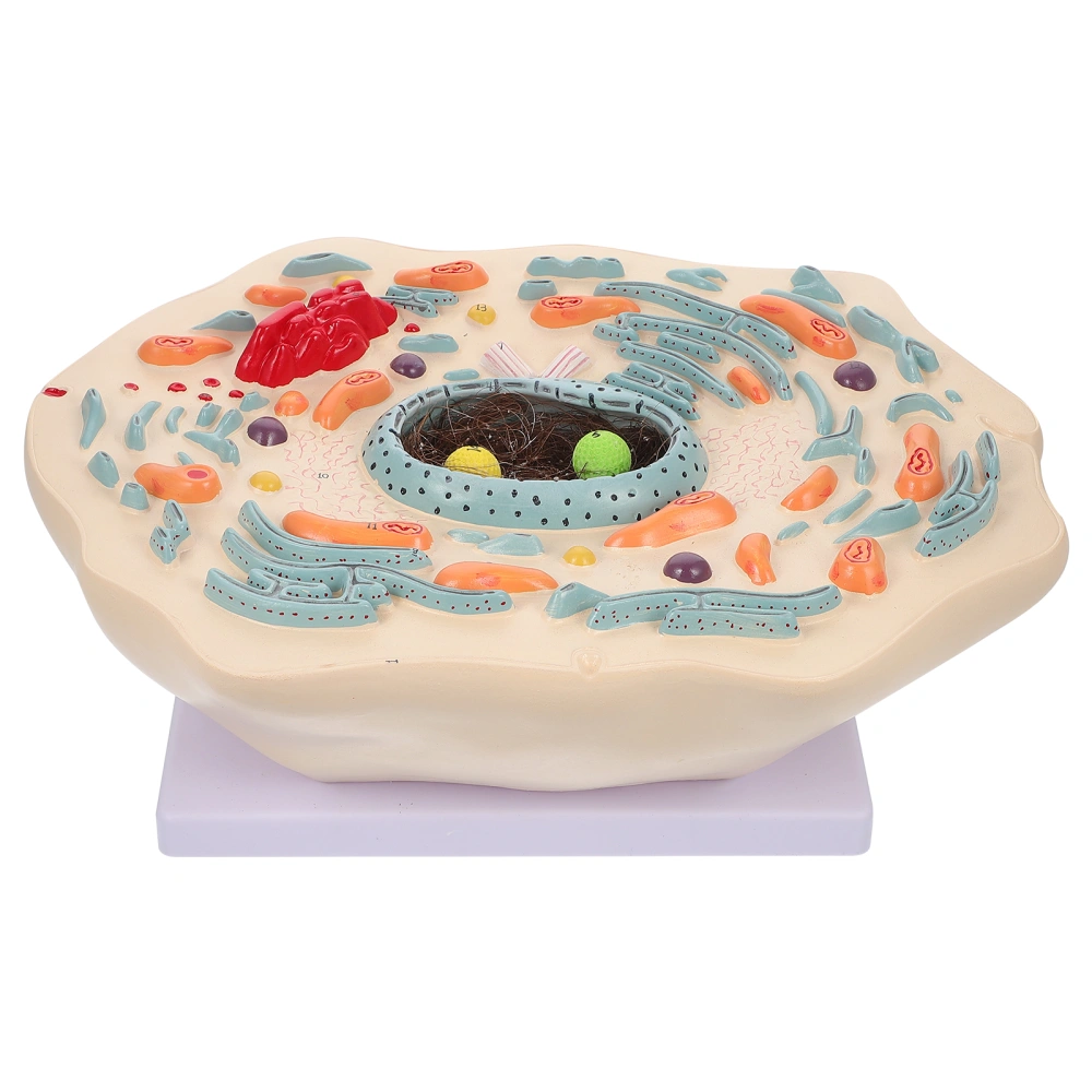 Animal Cell Model Medical Anatomical Teaching Model Biological Experimental Model