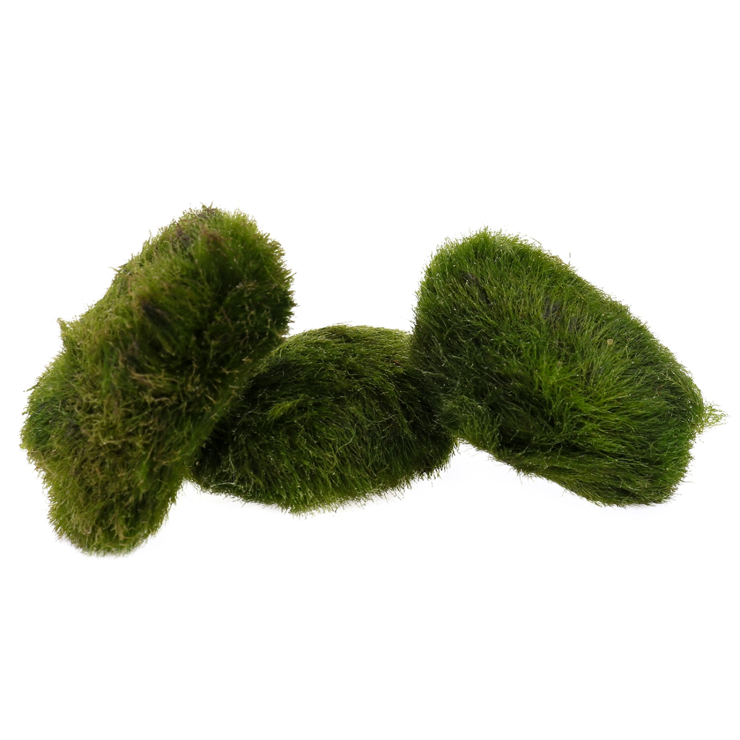 3PCS 2cm Marimo Moss Ball Aquatic Plants Live Decoration for Fish Tank Aquarium Landscape (Green)