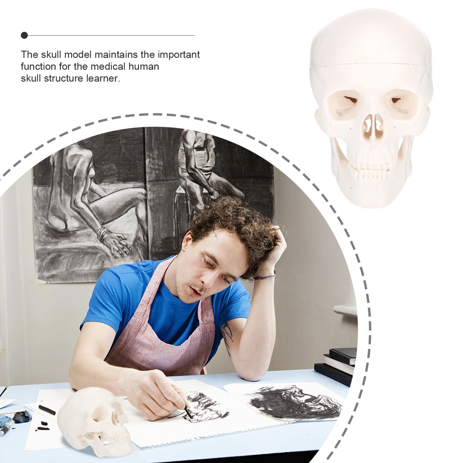 1Pc Plastic Skull Model Art Painting Skull Model Stomatology Skull Model