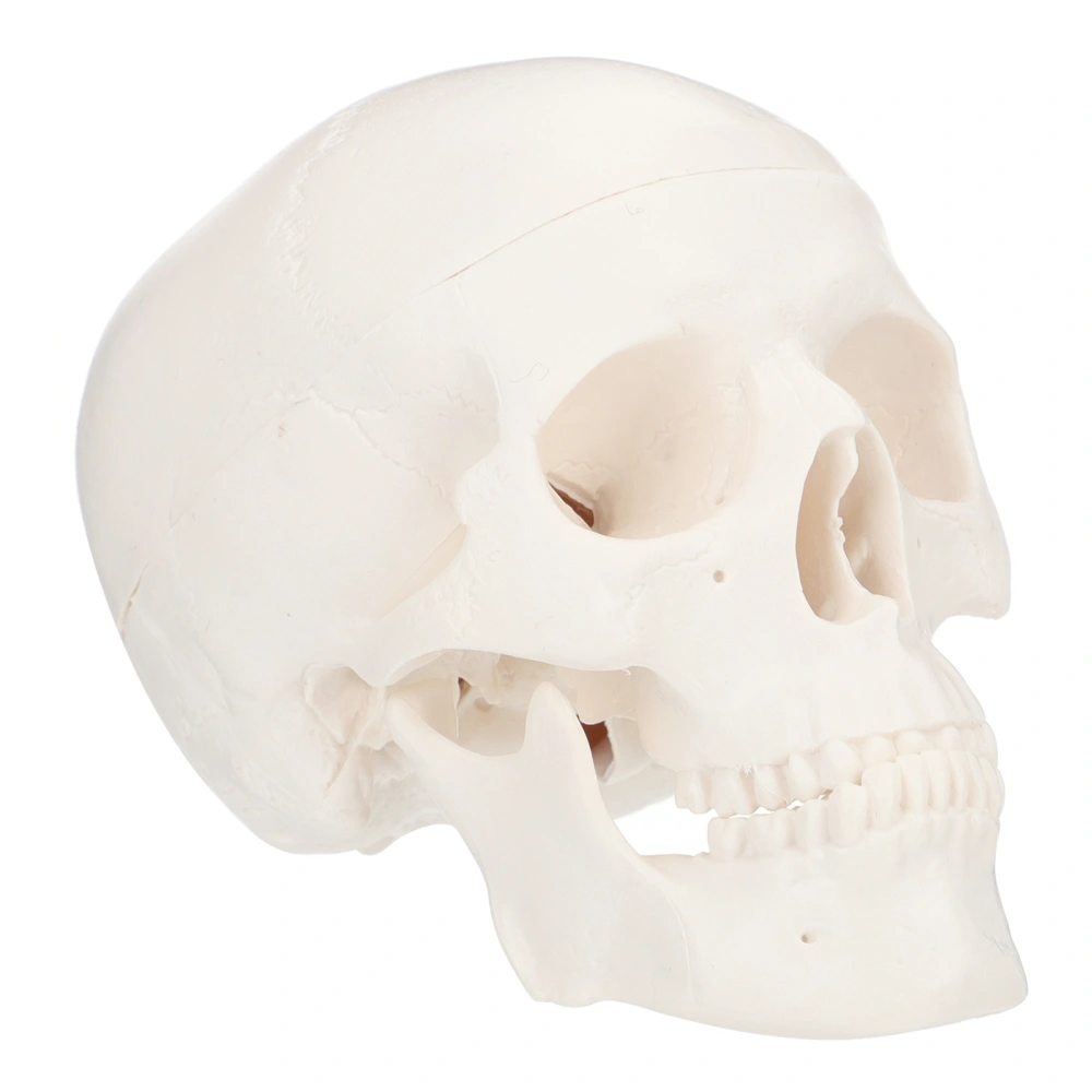 1Pc Plastic Skull Model Art Painting Skull Model Stomatology Skull Model