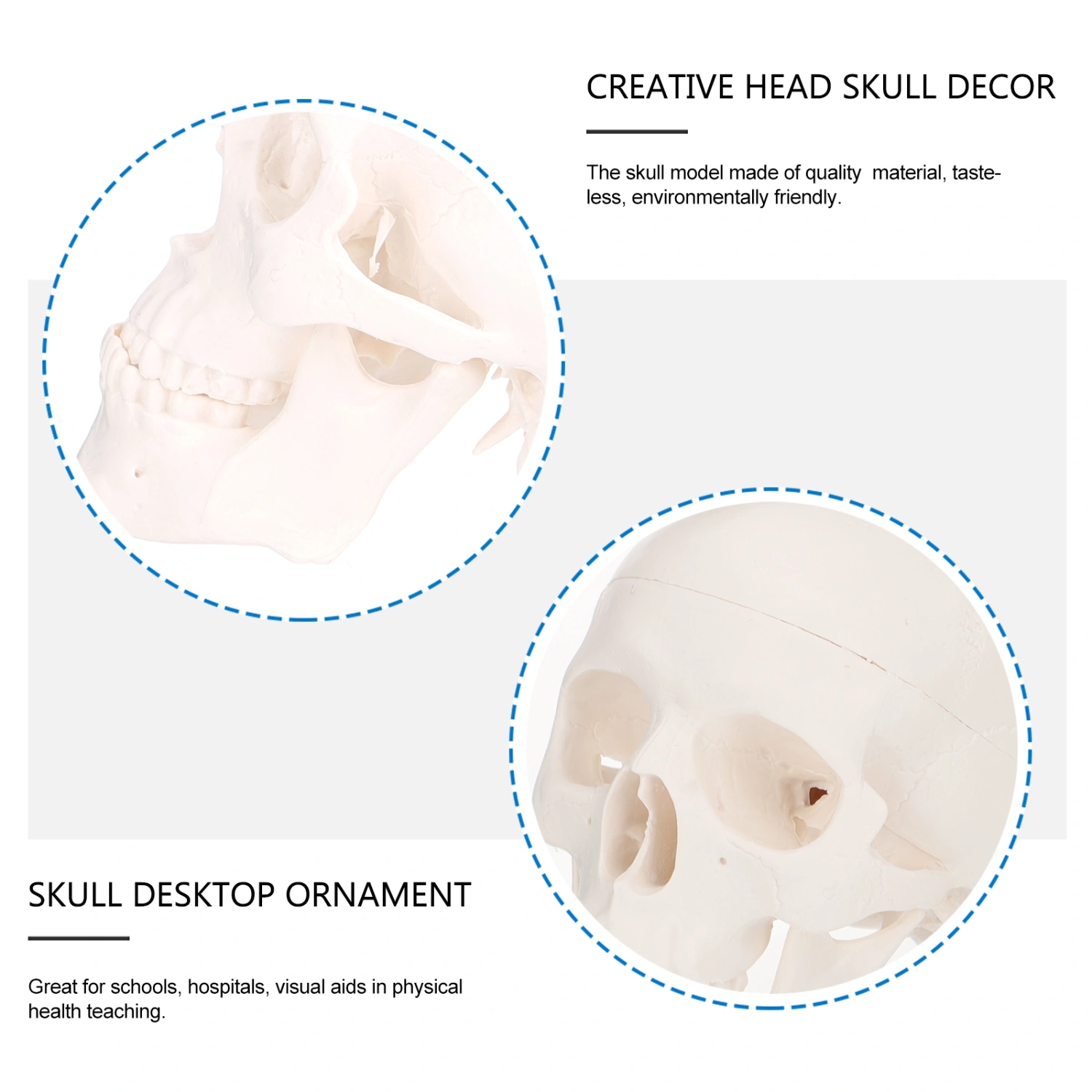 1Pc Plastic Skull Model Art Painting Skull Model Stomatology Skull Model