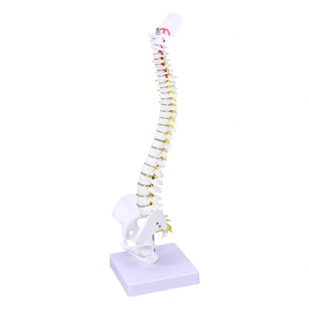 Medical Training Human Spine Model Practicing Spine for Student Nurse Doctor