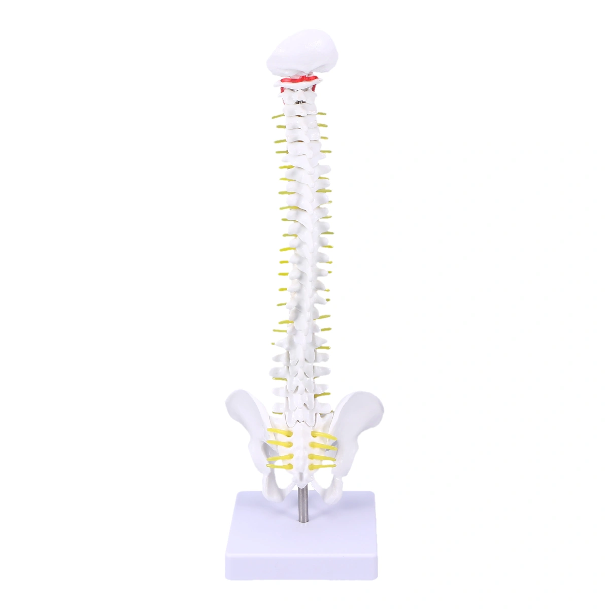 Medical Training Human Spine Model Practicing Spine for Student Nurse Doctor