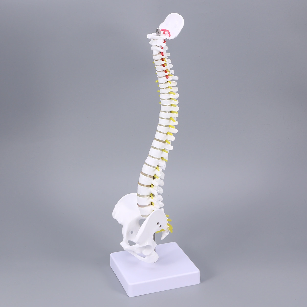 Medical Training Human Spine Model Practicing Spine for Student Nurse Doctor