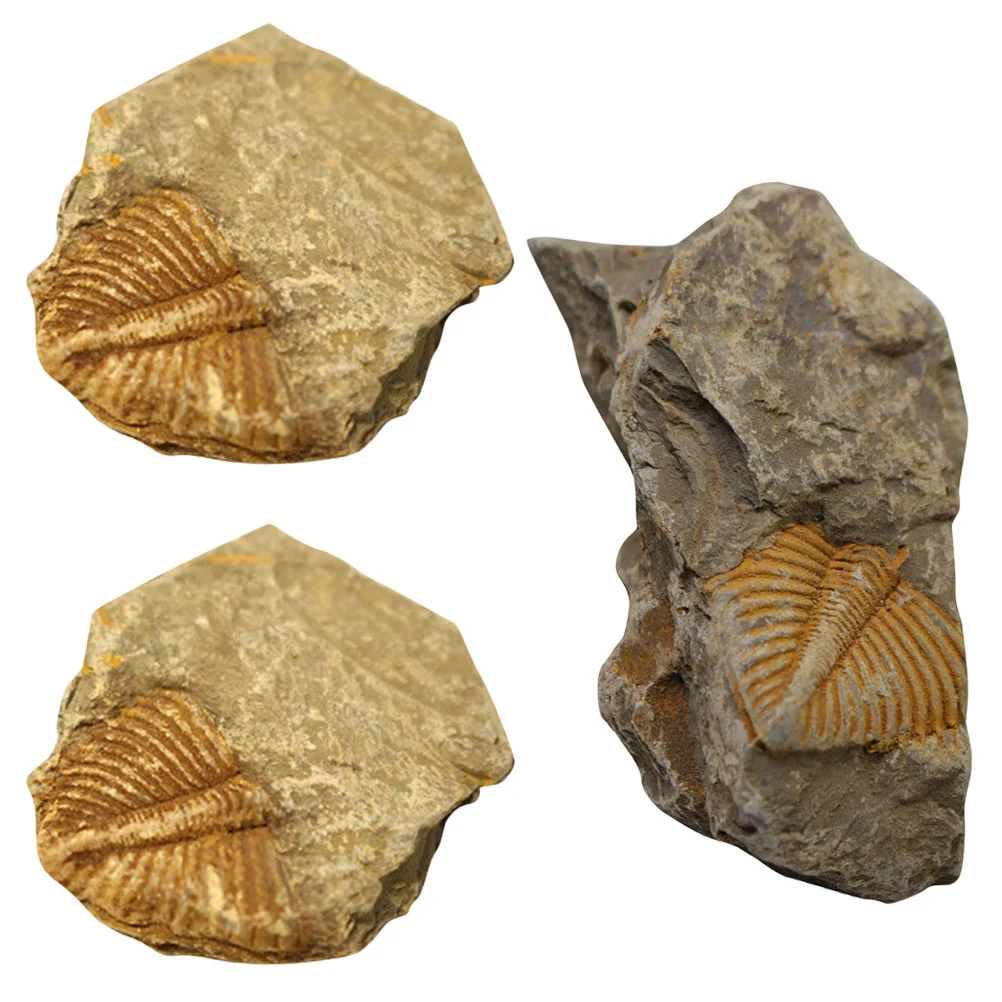 3pcs Trilobite Tail Fossil Rocks Kit Trilobite Tail Fossil Statue Sculpture Collectibles