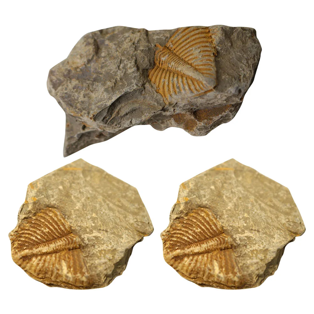 3pcs Trilobite Tail Fossil Rocks Kit Trilobite Tail Fossil Statue Sculpture Collectibles
