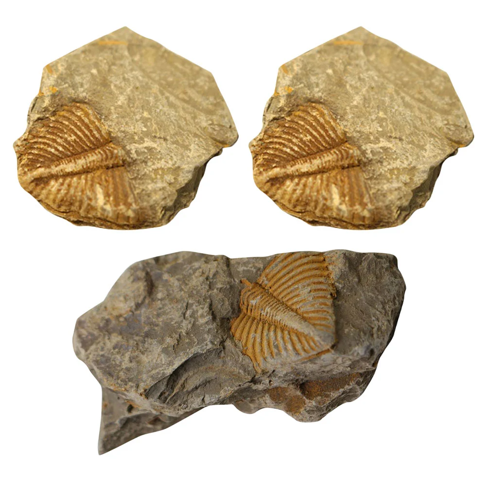 3pcs Trilobite Tail Fossil Rocks Kit Trilobite Tail Fossil Statue Sculpture Collectibles