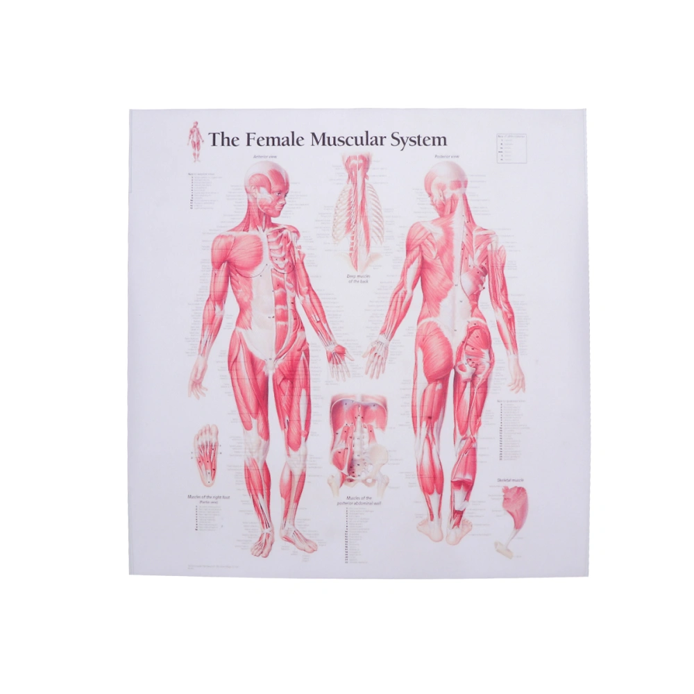 Female Muscular System Canvas Poster Anatomical Hanging Picture Room Decoration for Home School Hospital Restaurant (43x34cm)