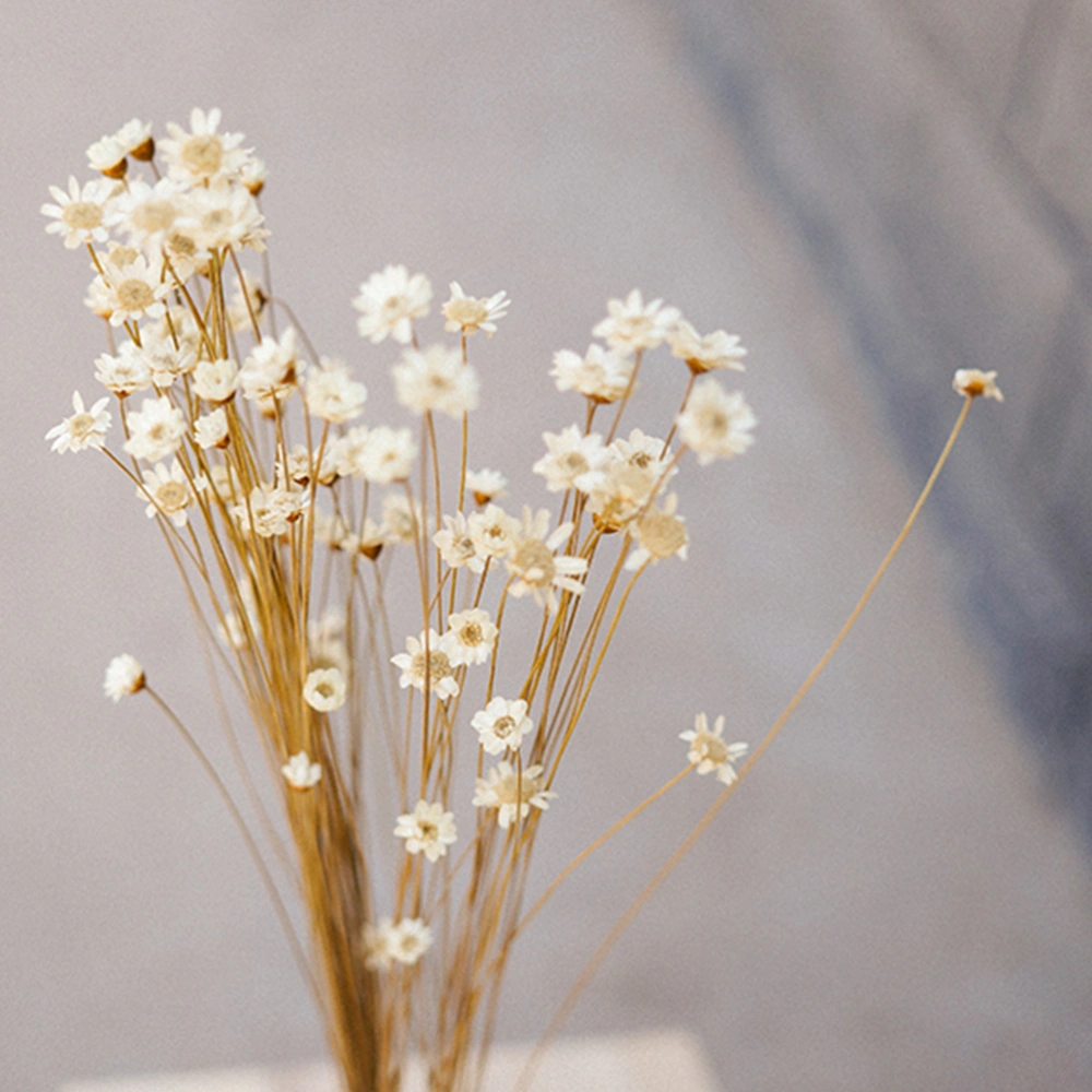 30PCS Natural Daisy Preserved Flowers Delicate Dried Flowers DIY Photography Props Everlasting Flower Bunches Bouquet (White)