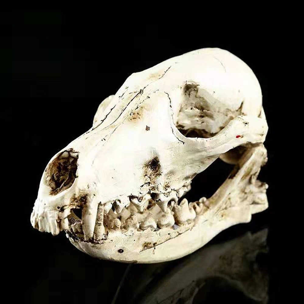 Resin Craft Handicrafts Others Skull Home Ornament Fashion Accessories Decoration Model Skullmodel(As Shown)