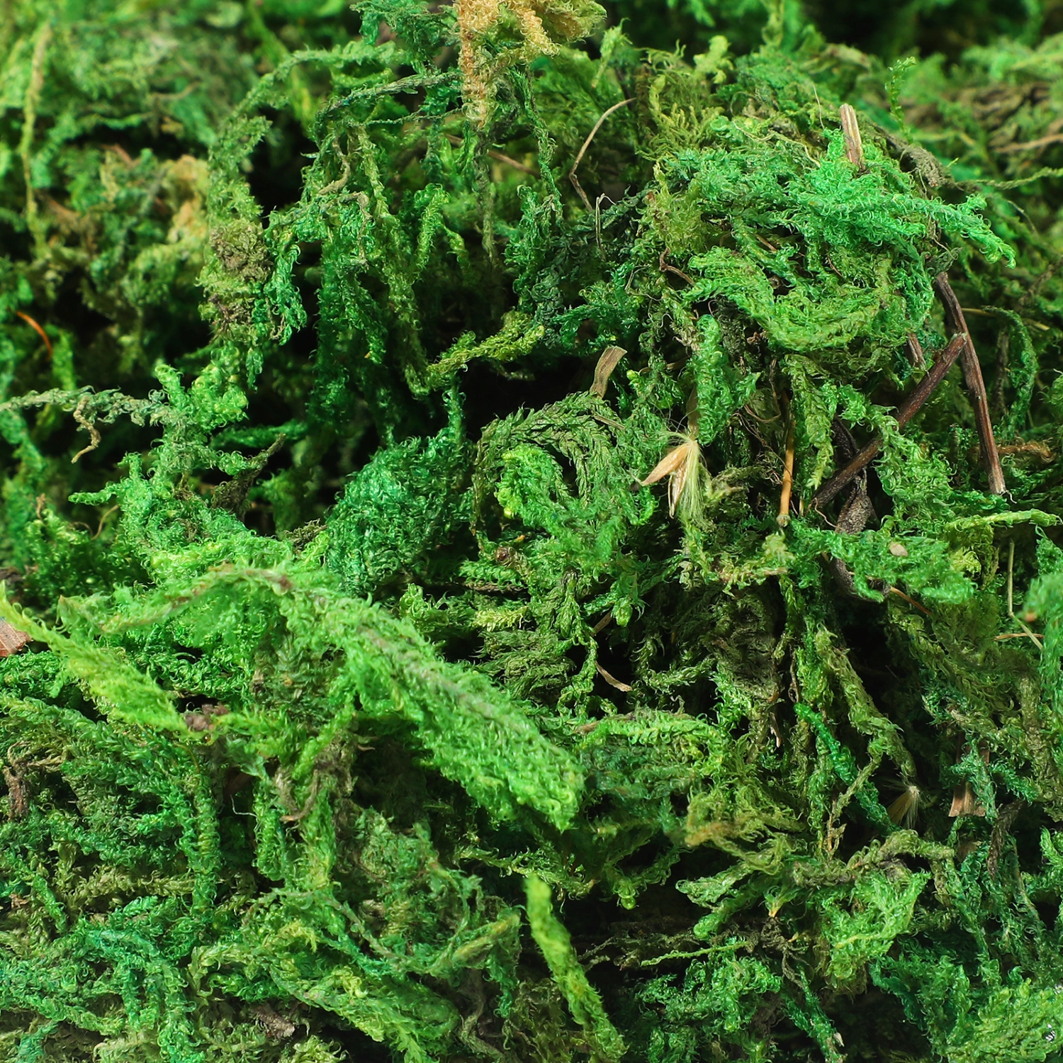 3 Pack Natural Moss Lichen Plants Potted Moss for Home Garden Centerpieces Patio Decorations