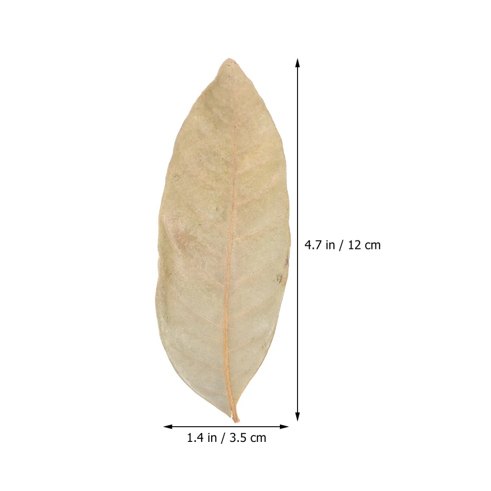 30pcs Natural Olive Leaves Dead Leaves for Fish Tank Aquarium Landscape Decor