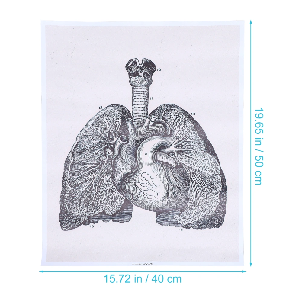 1pc Heart Anatomy Chart Heart Anatomy Poster Wall Hanging Canvas Poster