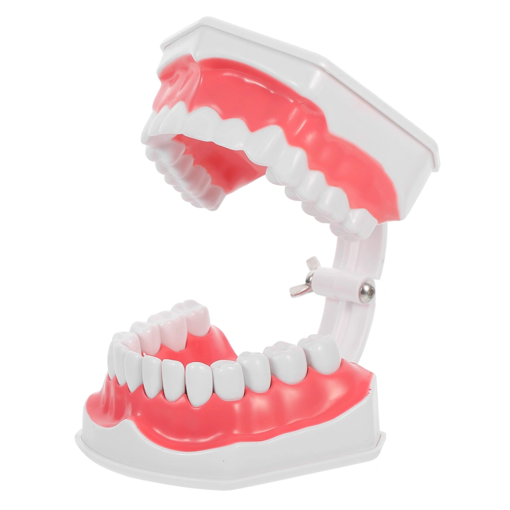 Full Teeth Teaching Model Tool Denture Teeth Display Model with Toothbrush