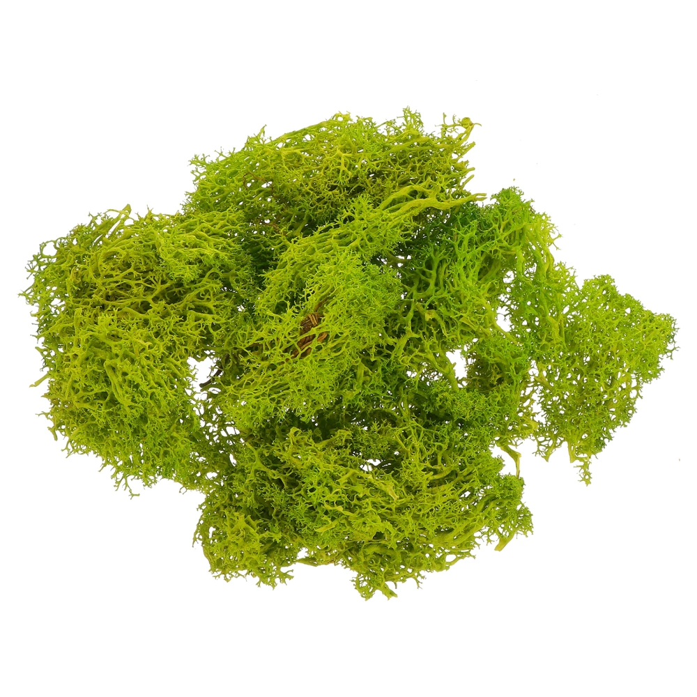 1 Bag Immortal Bryophyte Plant Wall Landscaping Bryophyte Hand Made Crafts Decor