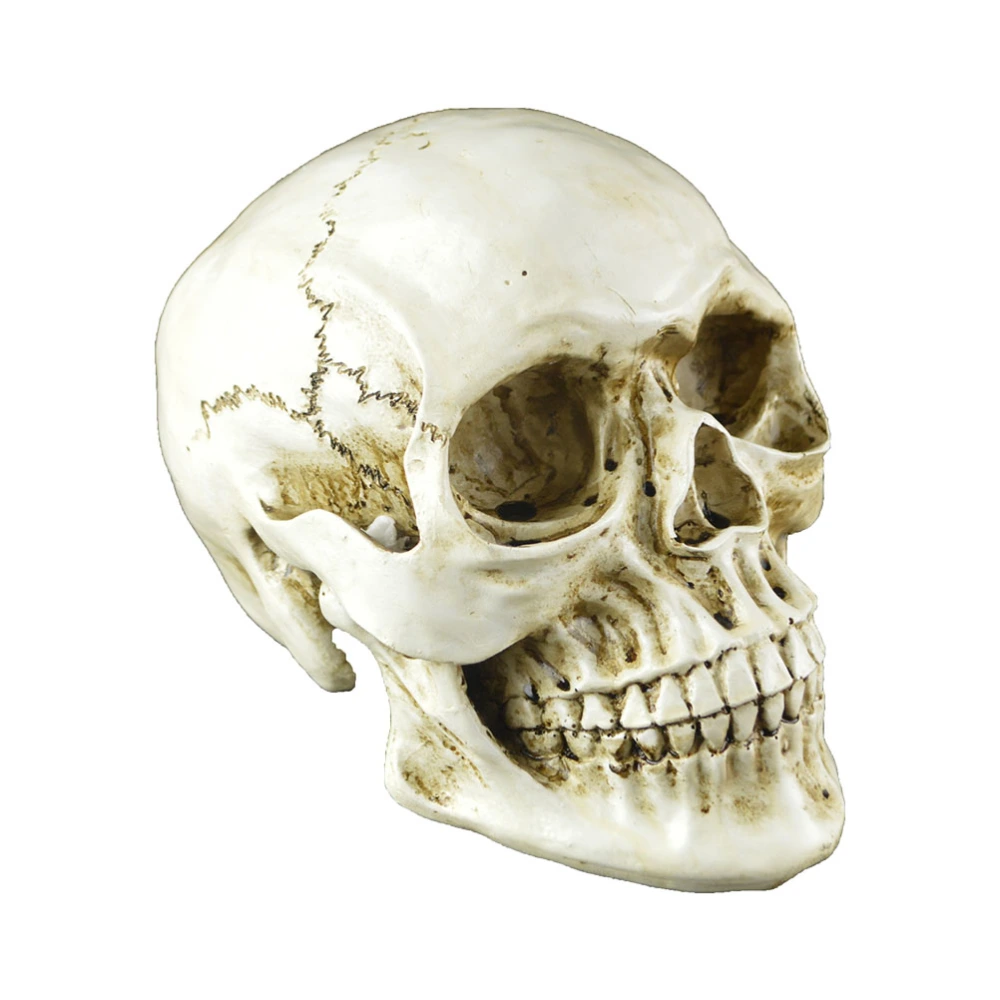 1Pc Terrifying Halloween Skull Realistic Skull Model Human Skeleton Heads Decor