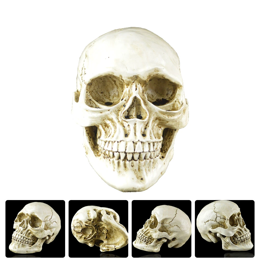 1Pc Terrifying Halloween Skull Realistic Skull Model Human Skeleton Heads Decor
