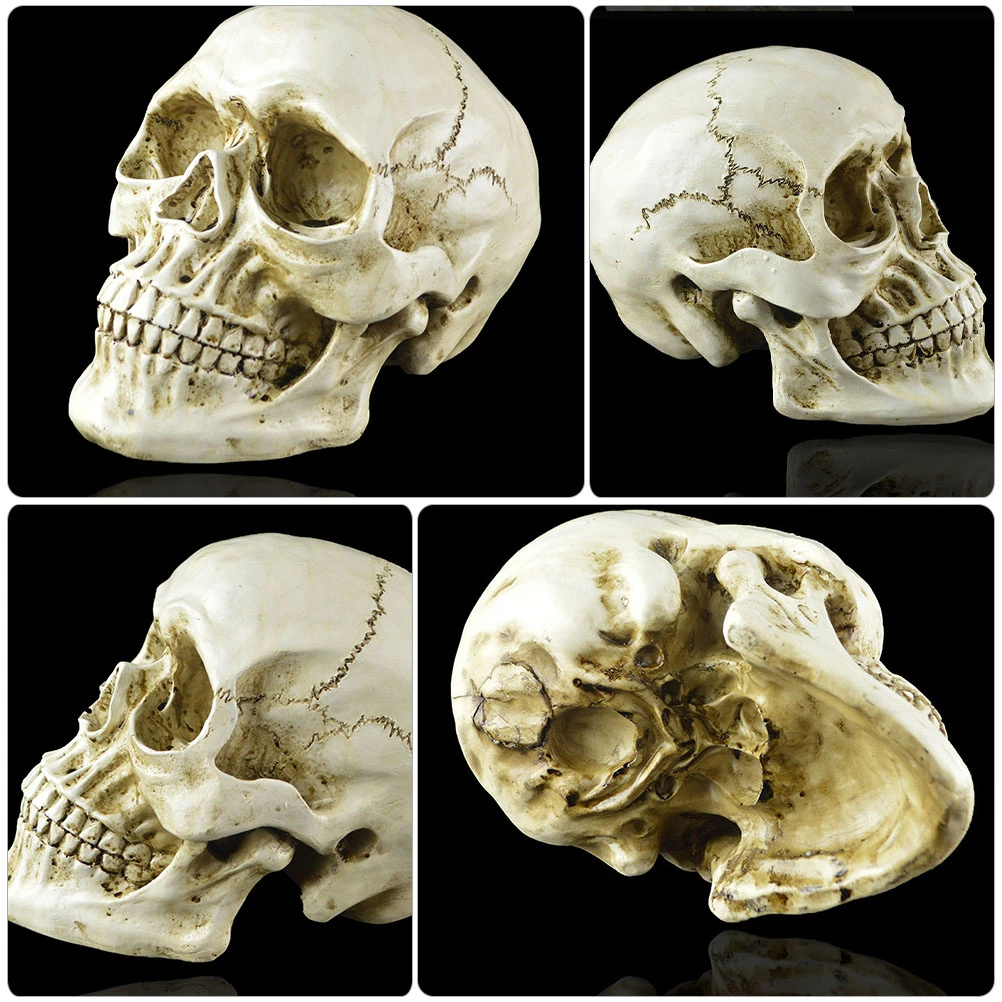 1Pc Terrifying Halloween Skull Realistic Skull Model Human Skeleton Heads Decor