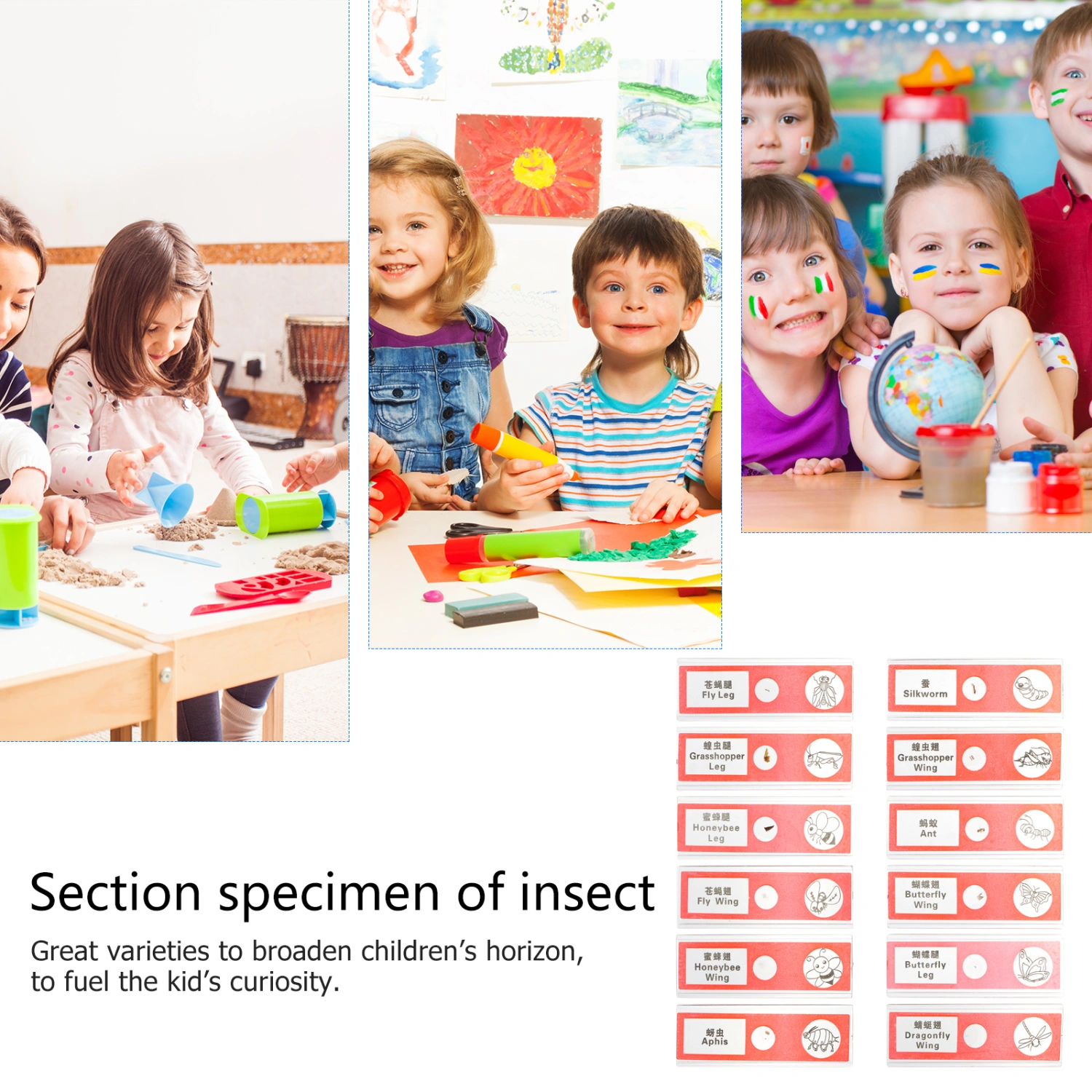 1 Set/12pcs Microscopic Specimens Slide Eco-friendly Safe Teaching Supplies for Kid