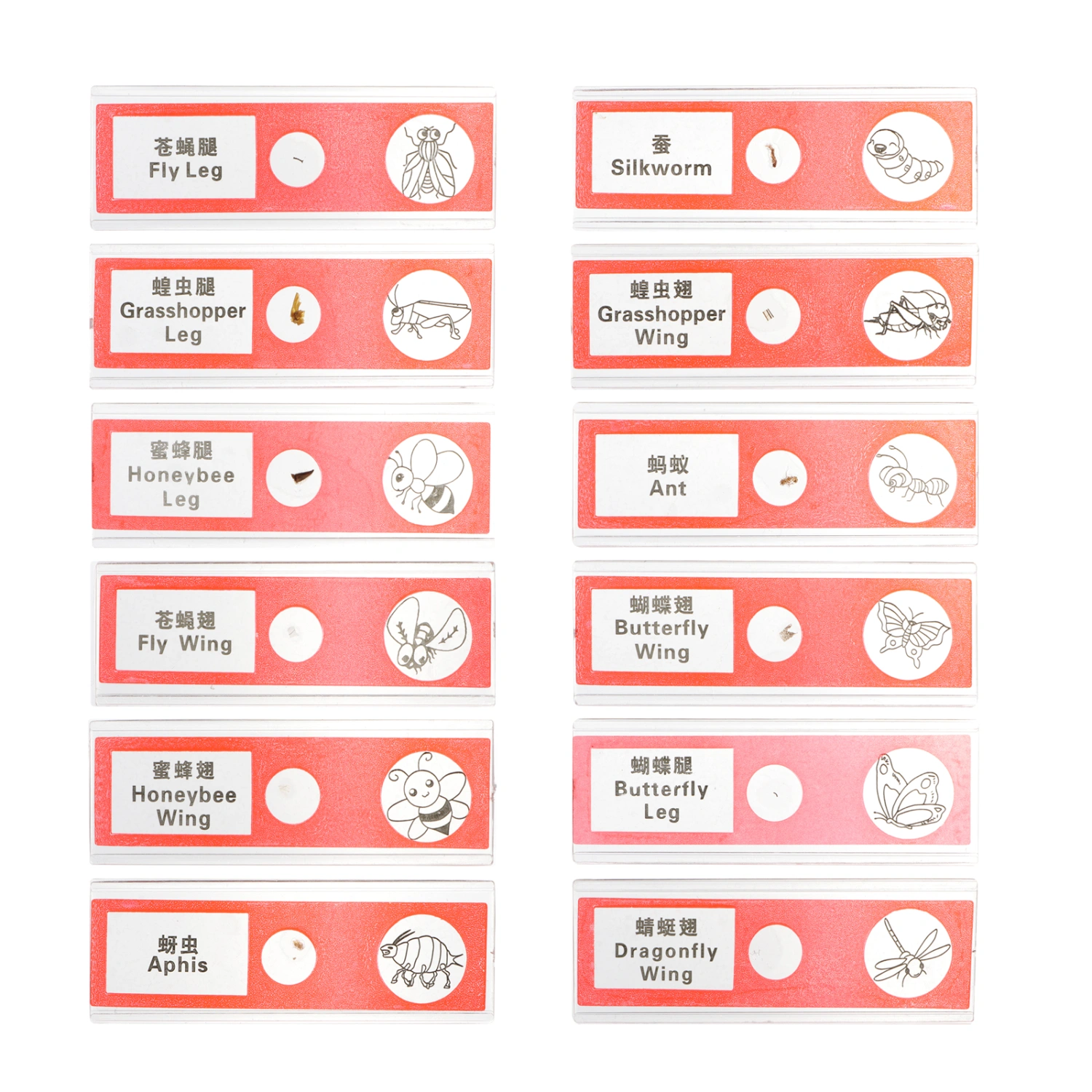 1 Set/12pcs Microscopic Specimens Slide Eco-friendly Safe Teaching Supplies for Kid
