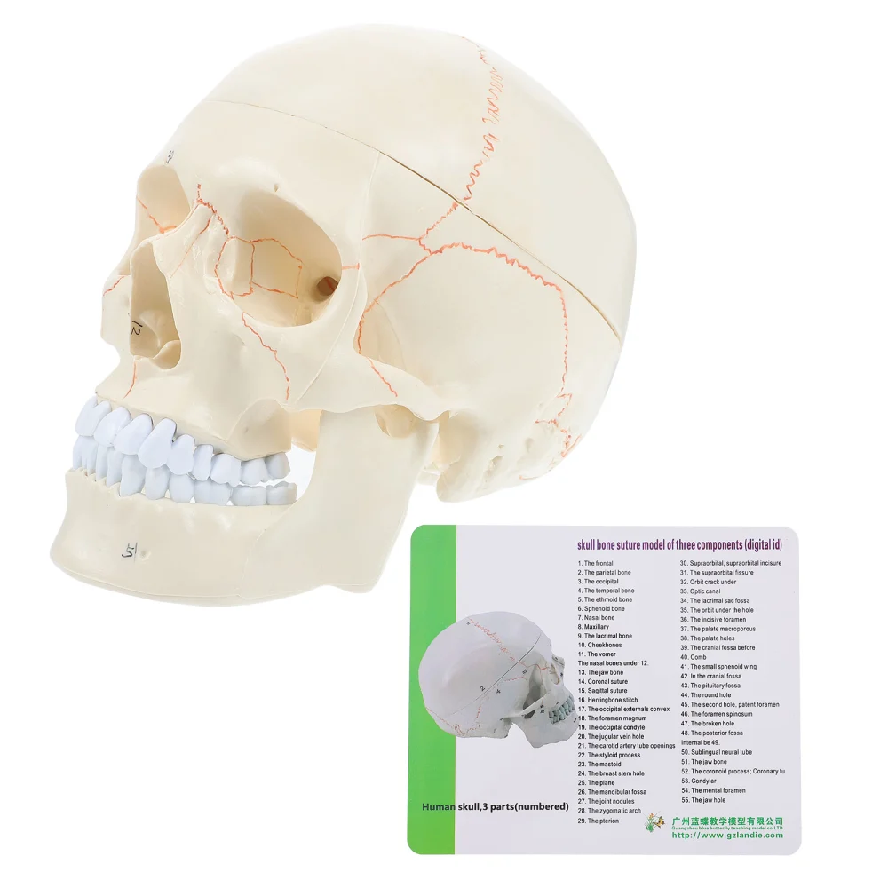 Medical Anatomical Skull Model Human Skull Head Model Skull Anatomical Model