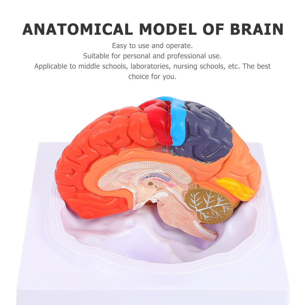 1 Set Human Brain Model Brain Anatomical Model Experiment Brain Model with Rack