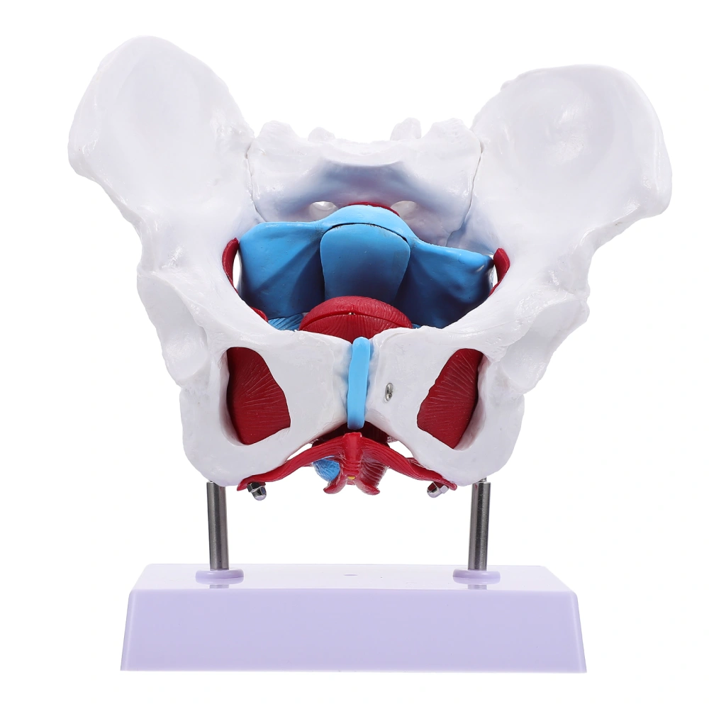 1pc Pelvic Anatomy Model Pelvic Structure Model Female Pelvis Model for Teaching