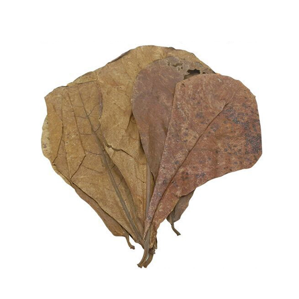 10 Pieces Lower Water PH Value Leaf Natural Olive Leaves Acid Regulation Leaf Water Quality Improving Leaf