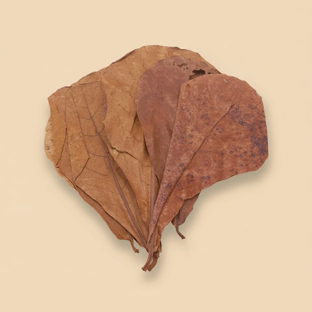 10 Pieces Lower Water PH Value Leaf Natural Olive Leaves Acid Regulation Leaf Water Quality Improving Leaf