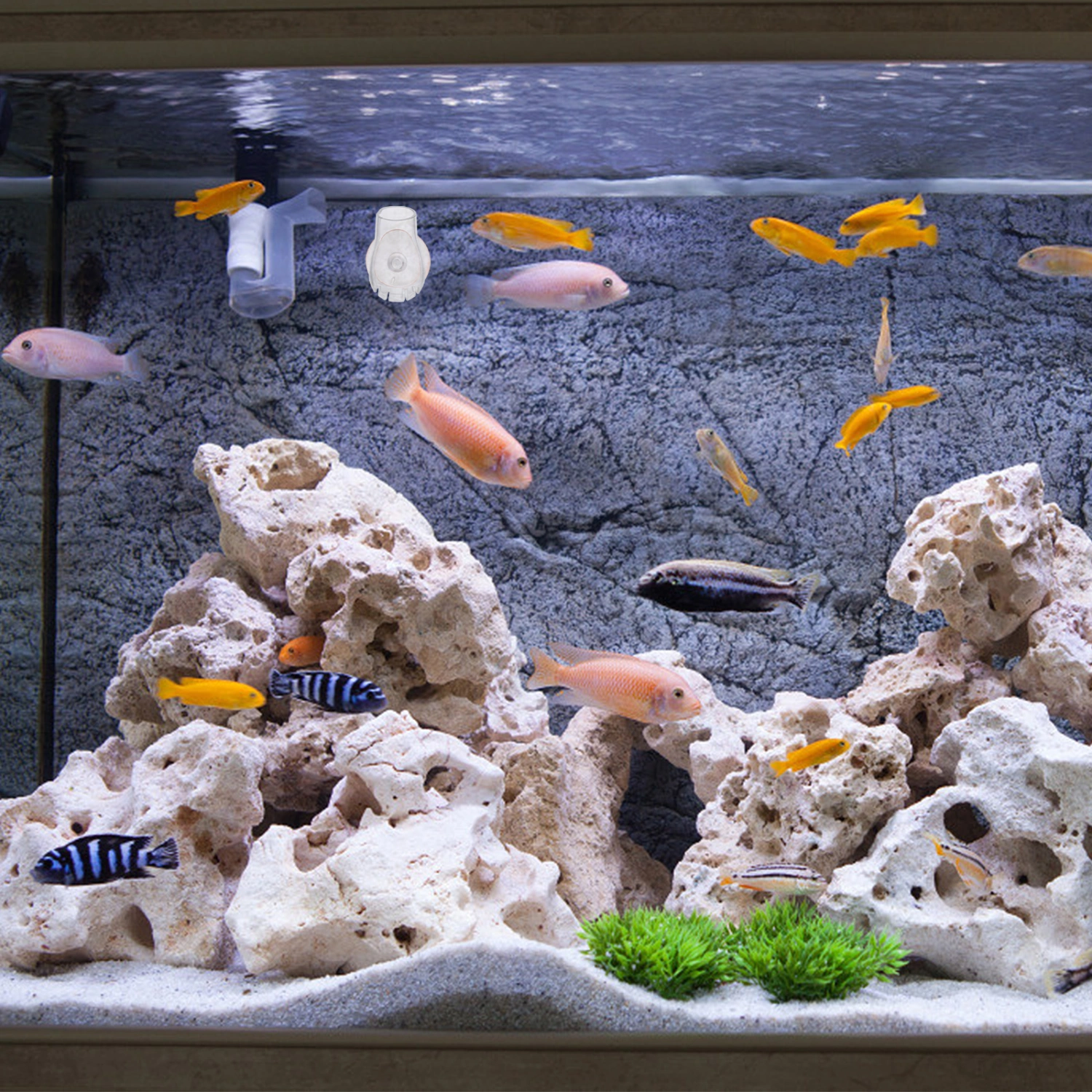 Fish Tank Glass Feeder Bait Red Bug Aquarium Feeder Aquarium Food Feeding Cup