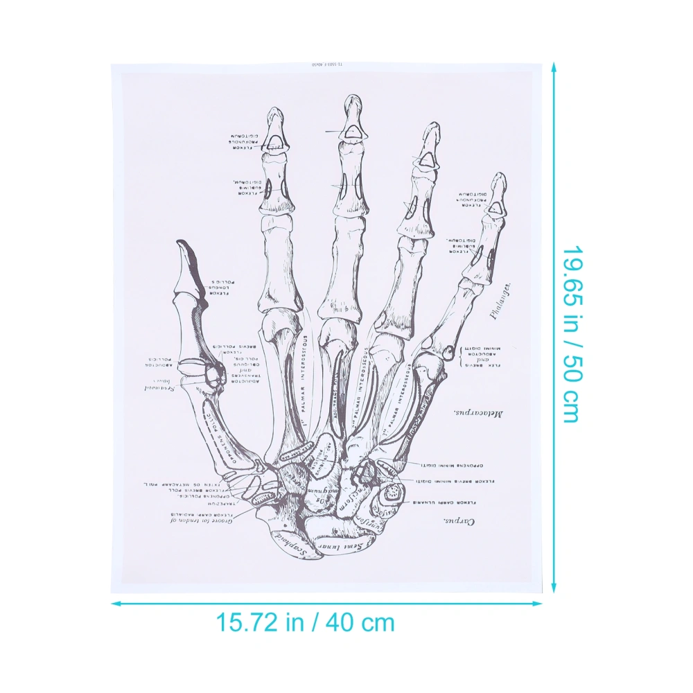 1pc Human Hand Anatomy Wall Art Painting Anatomy Poster Anatomical Organs Poster