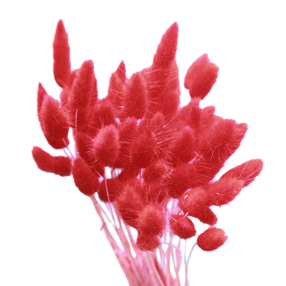 20pcs Natural Dried Flowers Colorful Lagurus Ovatus Real Flower Bouquet for Home Wedding Decoration Rabbit Tail Grass Bunch(Red)