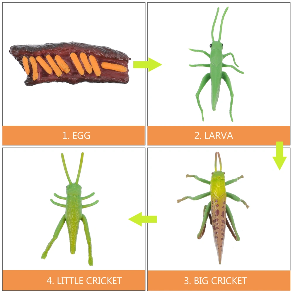 1 Set Simulation Insect Life Cycle Models Garden Decorations Insect Growth Toys