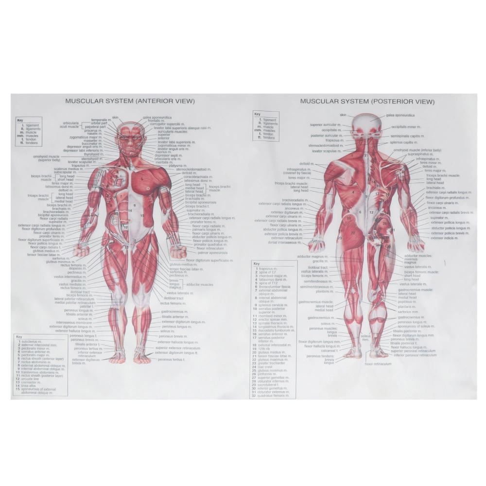 Human Anatomy Poster Skeletal Muscle Teaching Picture Durable Anatomy Painting