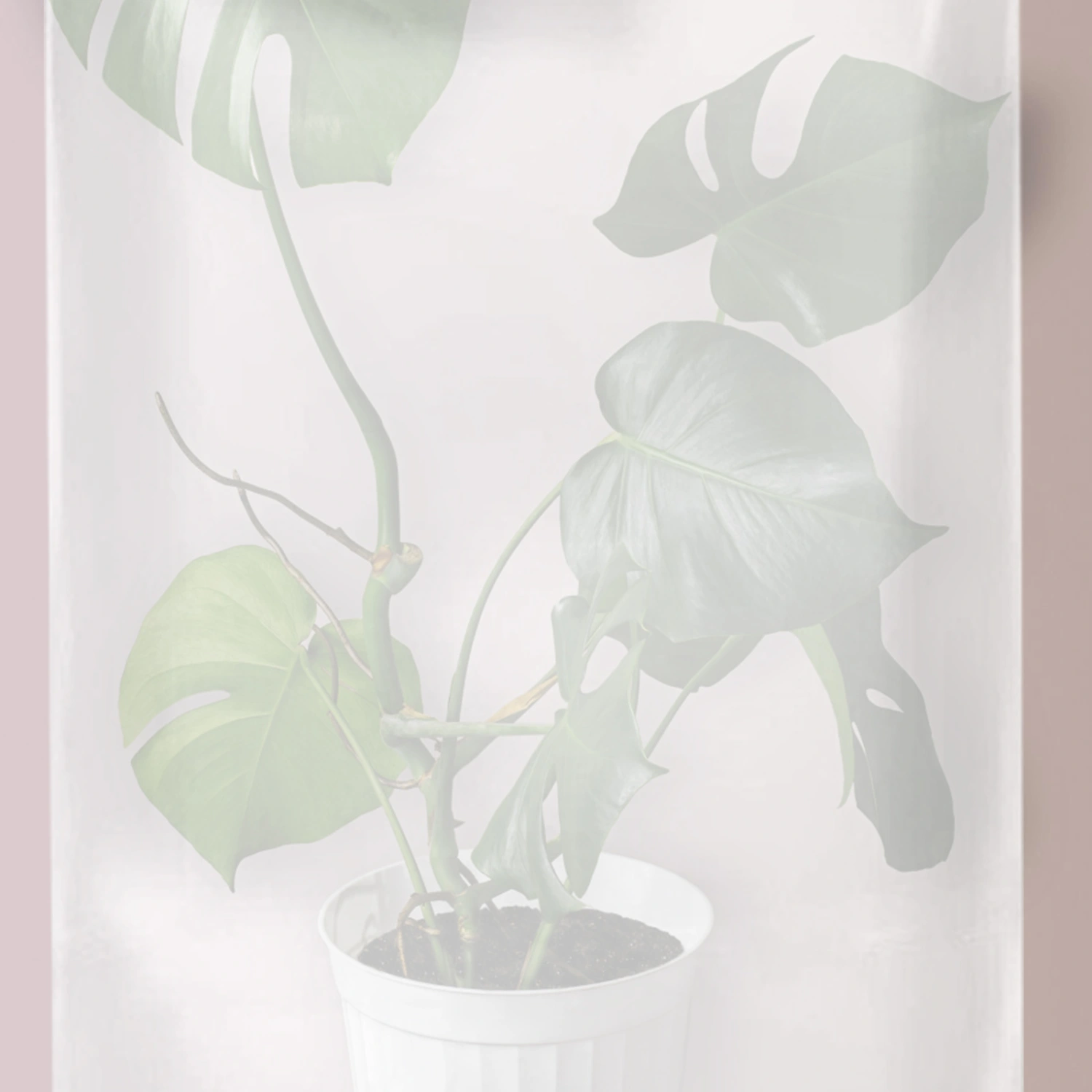 3pcs Plant Cover Freeze Protection Plant Cover Transparent Plant Protective Bag