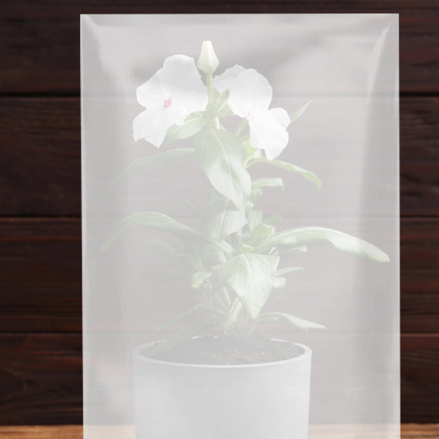 3pcs Plant Cover Freeze Protection Plant Cover Transparent Plant Protective Bag