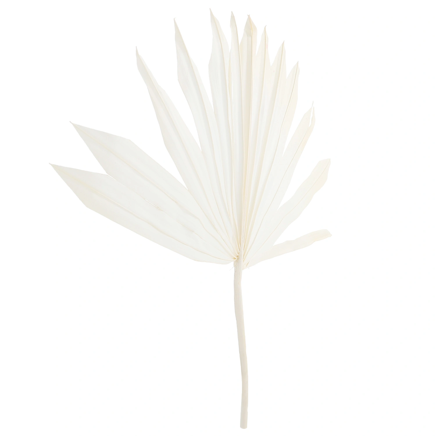 Natural Dried Palm Leaf Palm Ornament Wall Hanging Decor Flower Arrangement Material