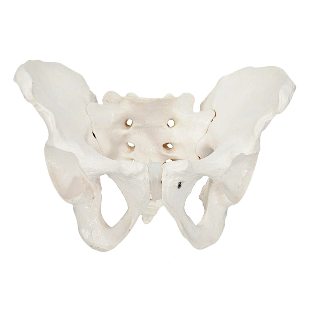 1pc Female Pelvis Model Natural Large Pelvic Joint for Medical Training