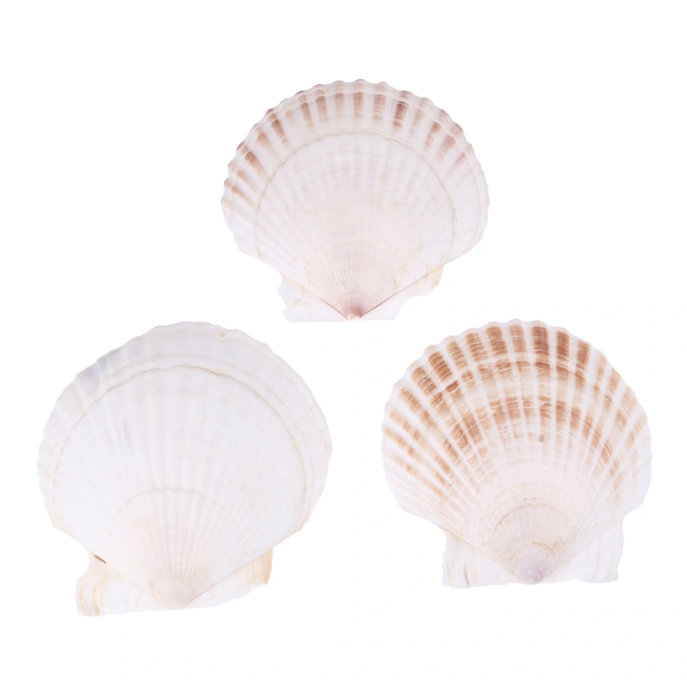 3pcs White Scallops Decorations Fish Tank Ornaments Aquarium Adornments for Home Shop Stores